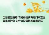 当日最新消息 农村俗语两鸟进门不富也喜是哪种鸟 为什么没喜鹊答案是这样