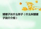矮骡子长什么样子（什么叫矮骡子简介介绍）