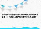 猎豹是跑得最快的动物比任何一种动物跑的速度都快（什么动物比猎豹的速度更快简介介绍）