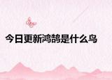 今日更新鸿鹄是什么鸟