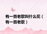 有一首老歌叫什么花（有一首老歌）