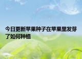 今日更新苹果种子在苹果里发芽了如何种植