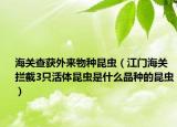 海关查获外来物种昆虫（江门海关拦截3只活体昆虫是什么品种的昆虫）