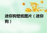 迷你狗壁纸图片（迷你狗）