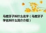 马路牙子叫什么名字（马路牙子学名叫什么简介介绍）