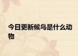 今日更新候鸟是什么动物