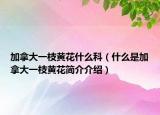 加拿大一枝黄花什么科（什么是加拿大一枝黄花简介介绍）