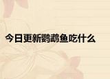 今日更新鹦鹉鱼吃什么