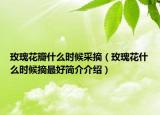 玫瑰花瓣什么时候采摘（玫瑰花什么时候摘最好简介介绍）