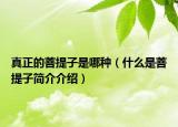 真正的菩提子是哪种（什么是菩提子简介介绍）