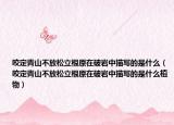 咬定青山不放松立根原在破岩中描写的是什么（咬定青山不放松立根原在破岩中描写的是什么植物）