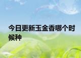 今日更新玉金香哪个时候种
