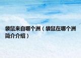 袋鼠来自哪个洲（袋鼠在哪个洲简介介绍）