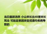 当日最新消息 小山羊长出48厘米长耳朵 可能是基因突变或遗传疾病导致的