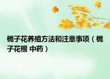 栀子花养殖方法和注意事项（栀子花根 中药）