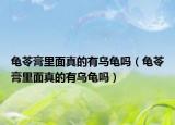 龟苓膏里面真的有乌龟吗（龟苓膏里面真的有乌龟吗）
