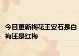 今日更新梅花王安石是白梅还是红梅