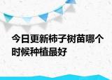 今日更新柿子树苗哪个时候种植最好