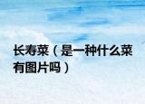 长寿菜（是一种什么菜 有图片吗）