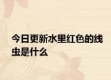 今日更新水里红色的线虫是什么