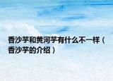 香沙芋和黄河芋有什么不一样（香沙芋的介绍）