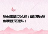 鲍鱼螺清缸怎么样（草缸里的鲍鱼螺是好还是坏）