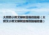 大劈跨小劈叉柳树盘根倒挂蜡（大劈叉小劈叉柳树盘根倒挂蜡歌曲）