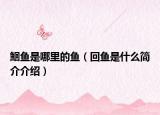 鮰鱼是哪里的鱼（回鱼是什么简介介绍）