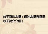 蚊子喜欢水果（哪种水果容易招蚊子简介介绍）