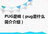 PUG是啥（pug是什么简介介绍）