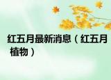 红五月最新消息（红五月 植物）