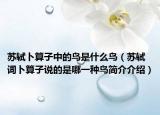 苏轼卜算子中的鸟是什么鸟（苏轼词卜算子说的是哪一种鸟简介介绍）