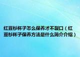 红豆杉杯子怎么保养才不裂口（红豆杉杯子保养方法是什么简介介绍）