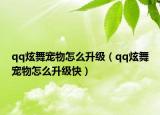 qq炫舞宠物怎么升级（qq炫舞宠物怎么升级快）