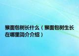 猴面包树长什么（猴面包树生长在哪里简介介绍）
