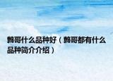 鹩哥什么品种好（鹩哥都有什么品种简介介绍）
