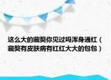 这么大的藏獒你见过吗浑身通红（藏獒有皮肤病有红红大大的包包）