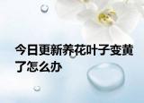 今日更新养花叶子变黄了怎么办