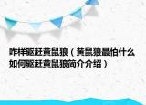 咋样驱赶黄鼠狼（黄鼠狼最怕什么如何驱赶黄鼠狼简介介绍）