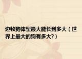 边牧狗体型最大能长到多大（世界上最大的狗有多大?）