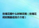 玫瑰花瓣什么时候采摘（玫瑰花何时摘最佳简介介绍）