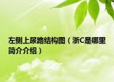 左侧上尿路结构图（浙C是哪里简介介绍）