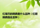 红尾巴的鹦鹉是什么品种（红翅鹦鹉指名亚种）