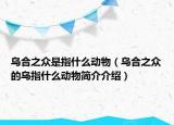乌合之众是指什么动物（乌合之众的乌指什么动物简介介绍）