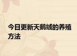 今日更新天鹅绒的养殖方法