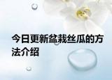 今日更新盆栽丝瓜的方法介绍