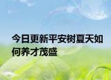 今日更新平安树夏天如何养才茂盛