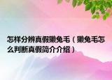 怎样分辨真假獭兔毛（獭兔毛怎么判断真假简介介绍）