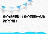俊介成犬图片（俊介君是什么狗简介介绍）