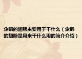 企鹅的翅膀主要用于干什么（企鹅的翅膀是用来干什么用的简介介绍）